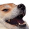:doge: :doge: