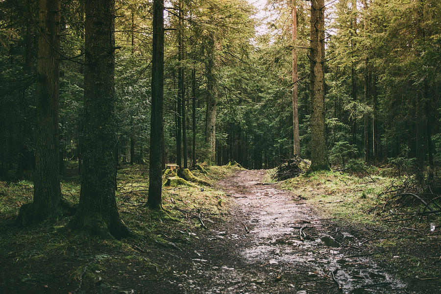 coniferous-forest-path-pati-photography