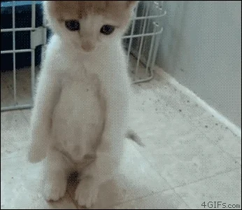 sad cat GIF