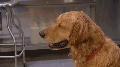 Sweating Hot Dog GIF