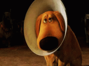 cone of shame