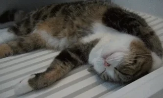 sleep sleeping GIF